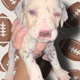 Florida - White and liver brown female Dalmatian puppy in Bremen, Georgia from Clark’s Dalmatians