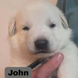 Boy 5 - male German Shepherd puppy in Tonopah, Nevada from Mercy's White Shepherds