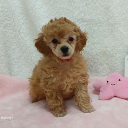 Havanese and Poodle Puppies from Faithful Hearts Kennel