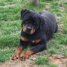 Willow - Rottweiler