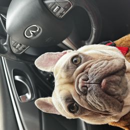 French Bulldogs, Maltipoos, and Pomeranians from Baddies Only