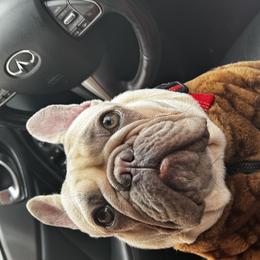 French Bulldogs, Maltipoos, and Pomeranians from Baddies Only
