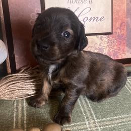 Jack - Brindle male Dachshund puppy in Sharon Springs, New York from Show Us The Way Homestead