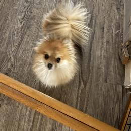 HONEY - Pomeranian