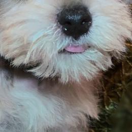 Miniature Schnauzers, Poodles, and Schnoodles from Mrs Bs Teeny Schnauzers & Doodles