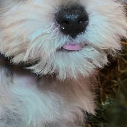 Miniature Schnauzers, Poodles, and Schnoodles from Mrs Bs Teeny Schnauzers & Doodles