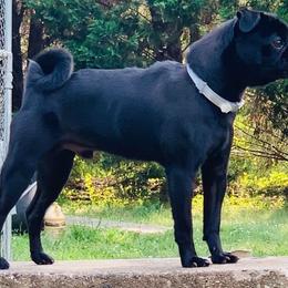 Flex - Pug