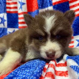 AKC Hazel - Red and white female Siberian Husky puppy in Centreville, Maryland from Huskies By the Bay