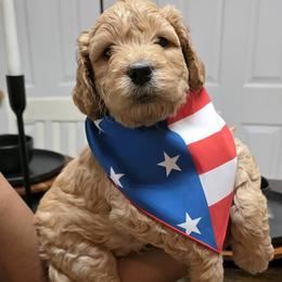 Spark (red collar) - Apricot male Goldendoodle puppy in Richmond, Virginia from Highland Grove Doodles, LLC