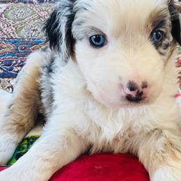 Splishy Girl - Blue merle female Miniature American Shepherd puppy in Jonesborough, Tennessee from Bouchard’s Best Shepherds