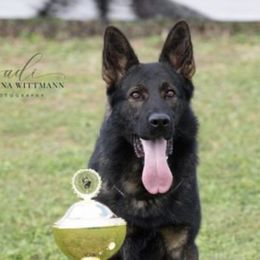 Yasko - German Shepherd