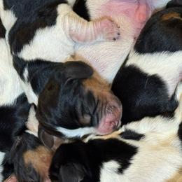 Female 1 - Black brown and white female Basset Hound puppy in Outlook, Washington from Porter Kennels