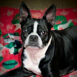 Serana - Boston Terrier