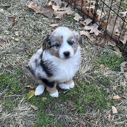 BMF 1 - Blue merle female Miniature American Shepherd puppy in Prairie Grove, Arkansas from IQ Farms