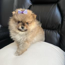 Daisy - Brindle female Pomeranian puppy in Randleman, North Carolina from Luxurious Poms