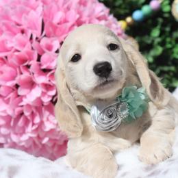 Paddy - Cream female Dachshund puppy in Woodbine, Georgia from Bowdachs Cream Pies