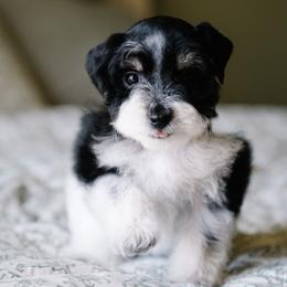 Marie Laveau - Parti female Schnoodle puppy in Grove, Oklahoma from Grand Lake Poodles & Doodles