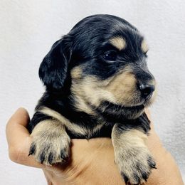 Dachshunds from Limberlost Exotics