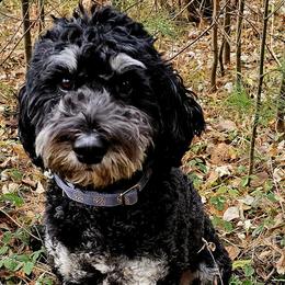 Bernedoodles and Shihpoos from Perfect Companion Puppies