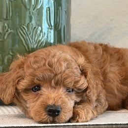 Leif - Red  male Poodle puppy in Kidder, South Dakota from Continental Cavaliers