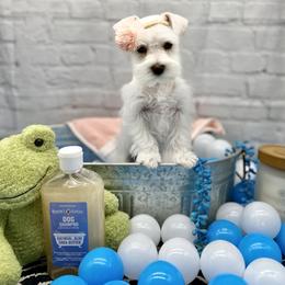 Miniature Schnauzer Puppies from Schnauzers on Robinson Lane