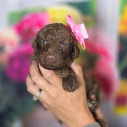 Sundae - Brown female Poodle puppy in Springfield, Oregon from Valaurah Farms