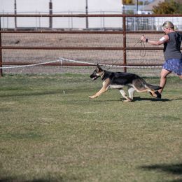 Alaskan Malamute and German Shepherd All Grown Up from Snowybleu Kennels