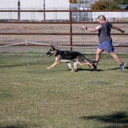 Alaskan Malamute and German Shepherd All Grown Up from Snowybleu Kennels