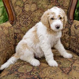 Lake - Parti male Goldendoodle puppy in Idaho Falls, Idaho from High Quality Goldendoodles