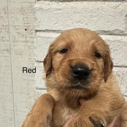Red boy - Golden male Golden Retriever puppy in Buchanan, Georgia from Morgan’s Heart of Gold Retrievers