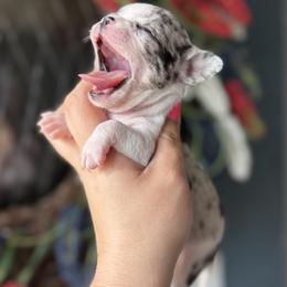 Chihuahua Puppies from Cloud9 Chihuahuas