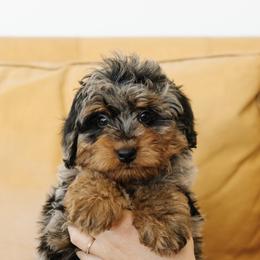 Male Mini Multigernerational Bernedoodle 'Andy' Purple Collar - Merle male Bernedoodle puppy in Kamas, Utah from A + E Farms
