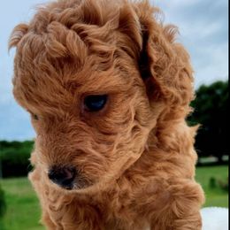 Poodles from Poodle Love Familiar