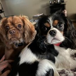 Cavalier King Charles Spaniel Puppies from Dandelions and Kings