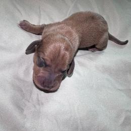 Prepotente - Red male Dachshund puppy in Burleson, Texas from Sarah’s Dachshies
