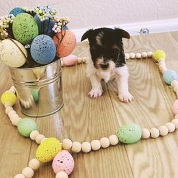 Boy 2 - Charting to weigh about 4lbs - Black tan and white male Biewer Terrier puppy in Litchfield Park, Arizona from Phoenix Golden Retriever & Biewer Terriers