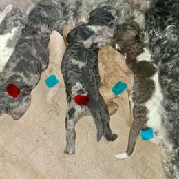 First choice male - Parti male Goldendoodle puppy in Sterling, Connecticut from Justine’s Retrievers and Doodles