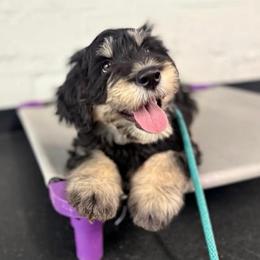 Hei Hey (Yellow)- Started Puppy Ready 9-3 - male Golden Mountain Doodle puppy in Boiling Springs, South Carolina from OlliePups, LLC