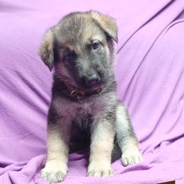 Coco (Brown) - Black and silver female German Shepherd puppy in Bedias, Texas from TiPi S Ranch's German Shepherds