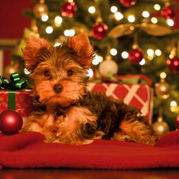 Cute Girl - Black and gold female Yorkshire Terrier puppy in Stanton, California from Essence of Grace Yorkies