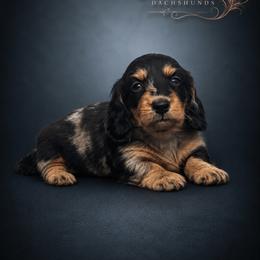 Blayne - Dapple male Dachshund puppy in Mountainburg, Arkansas from Charisma Dachshunds
