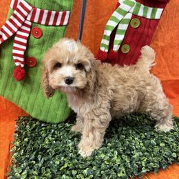 Purdy B1 - Golden male Cockapoo puppy in Haines City, Florida from Camic Cockapoos