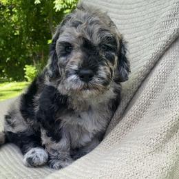 Churro - Blue merle male Sheepadoodle puppy in Columbia, Tennessee from Primrose Cottage Puppies
