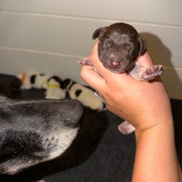Bear - Liver roan male German Shorthaired Pointer puppy in San Tan Valley, Arizona from Upland Valley Kennels