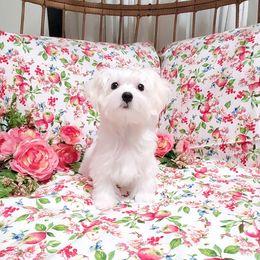 Luvbug - White female Maltese puppy in Merced, California from Soua's Pups