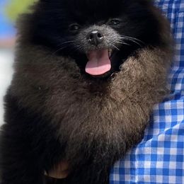Pomeranians and Yorkshire Terriers from Chasing Rainbows Yorkies