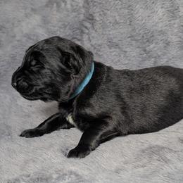 Archie - Black male German Shepherd puppy in Waterloo, New York from Von Nikolaos German Shepherds