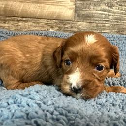 Copper - Red male Cavapoo puppy in Camden, Michigan from FurEver Friends Finder