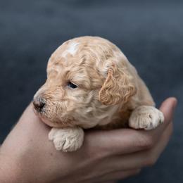 Alden - Apricot male Goldendoodle puppy in `Richmond, Virginia from OikiaDoodle