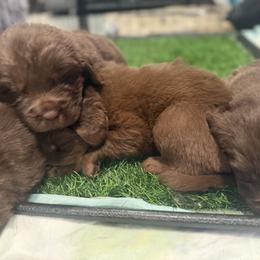 Litter - White and black female Newfoundland puppy in Brandenburg, Kentucky from Amanda's Newfoundlands